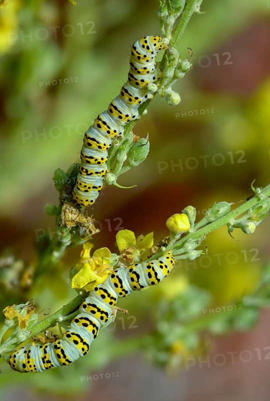 Cucullia lychnitis, grey-pollinated woolly monk, Shargacucullia lychnitis, later mullein monk, striped lychnis, high size, portrait, inchworm, insects, moths, moths, moths, caterpillar, butterflies