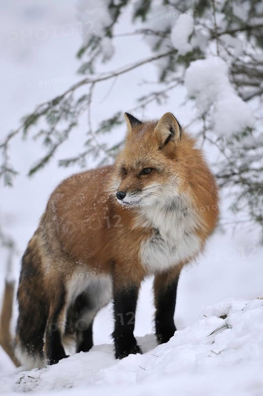 Red fox in the snow