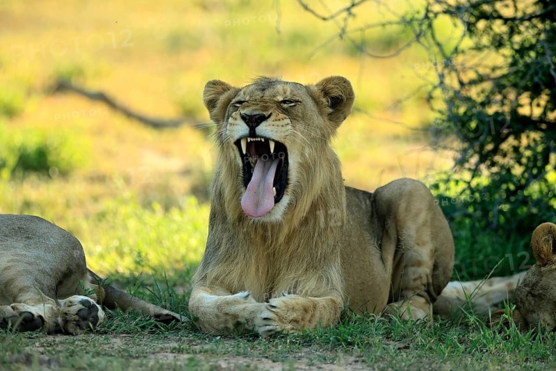 Lion (Panthera leo), adult, male, young male, lying down, yawning, on the ground, Kruger National Park, South Africa
