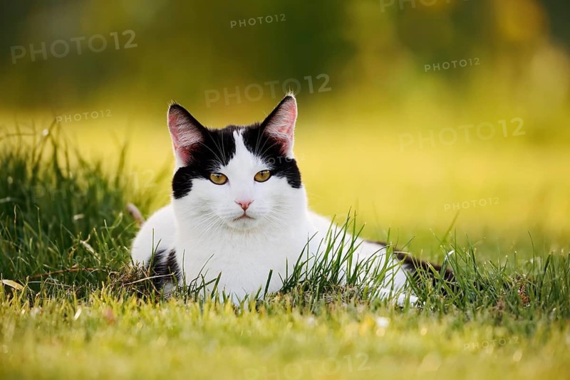 Domestic cat lying in a meadow, North Rhine-Westphalia, Germany