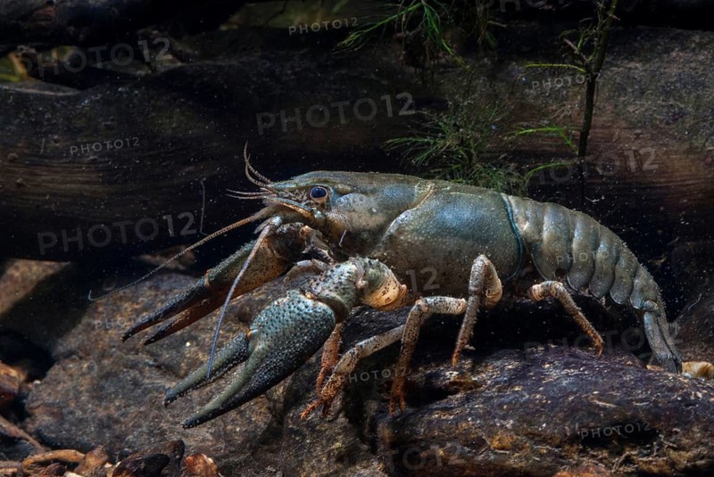 Astacus astacus, crayfish, European crayfish, European crayfish, crayfish, arthropods, crabs, crustacea, crabs, crabs, crabs, crabs, leo
