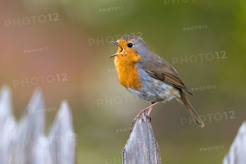 Erithacus Rubecula, Robin, Robins, Birds, Call, Garden Fence, Garden Fence, Song, Passeri, Call, Singing, Songbirds, Birds
