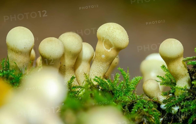 Apioperdone pyriforme, pear bovist, pear dusting, lycoperdone pyriforme, morganella pyriformis, fungi, fungus, pear-shaped puffball, mushrooms, stump puffball