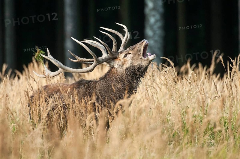 Artiodactyla, Cervus Elaphus, even-toed ungulate, cloven-hoofed, red deer, red deer, rutting, deer, mammals, tubes, mammals