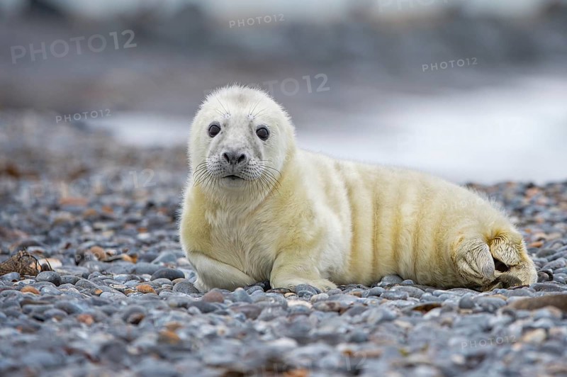 Young grey seal (Halichoerus grypus) on the beach, Nordesee, Heligoland, Schleswig-Holstein, Germany