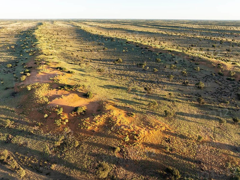 Parallel, linear sand dunes grown with camelthorn trees (Vachellia erioloba) in the Kalahari Desert. During the rainy season with green vegetation. Aerial view. Drone shot. Namibia