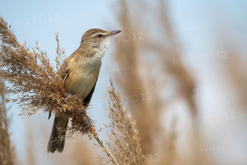Acrocephalus Arundinaceus, Brandenburg, Germany, Reed Warbler, Nabu, Nabu Project, National Natural Heritage, Grünhaus Nature Paradise, Post-Mining Landscape, Birds, Grünhaus, Passeri, Songbirds, Birds, Warbler