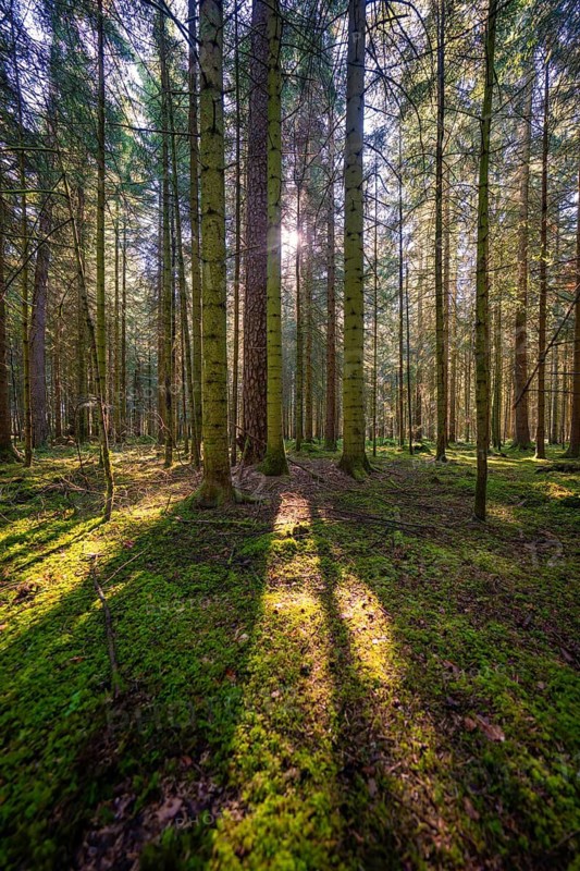 Sun rays cast long shadows between trees in the forest, Besenfeld, Black Forest, Germany