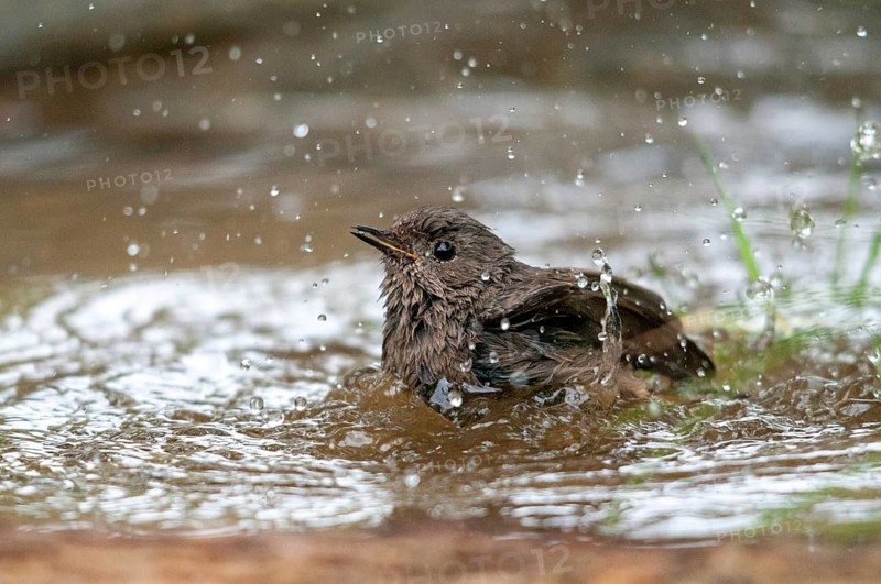 Black redstart, house redtail, Phoenicurus ochruros, bath, bird bath, birds, garden, passeri, songbirds, potion, birdbath, birds, watering place