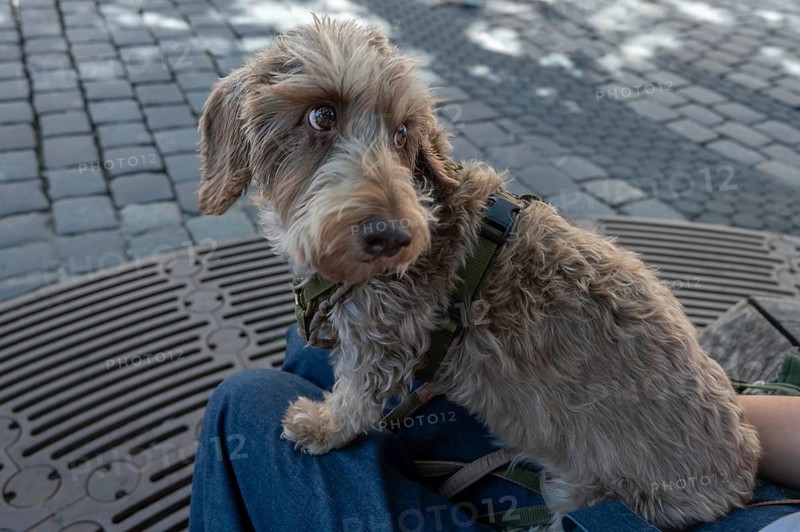 Dog, wire-haired dachshund, Franconia, Bavaria, Germany