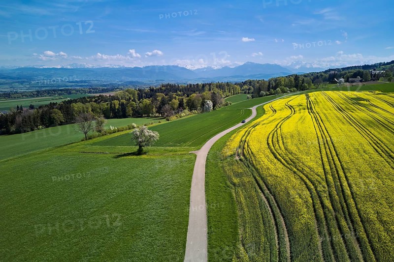 Blooming rapeseed field with the Alps and the Rigi in the background, Geltwil, Freiamt, Canton of Aargau, Switzerland