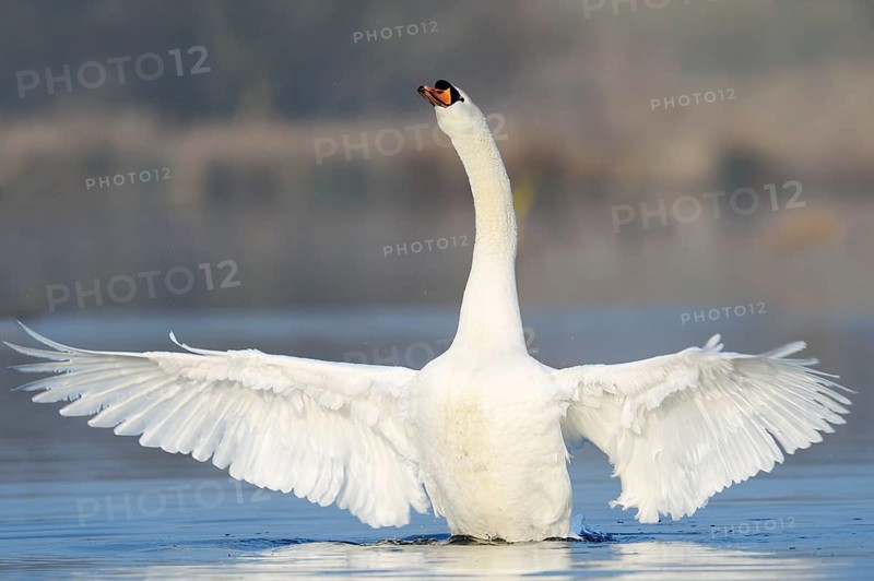 Mute swan (Cygnus olor), flapping wings, North Rhine-Westphalia, Germany