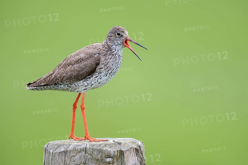 Common Redshank (Tringa totanus), De Waal, Texel, Netherlands
