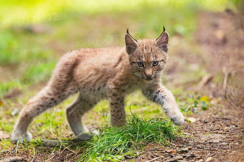 Eurasian lynx (Lynx lynx) youngsters (cub) sitting in a forest, Bavaria, Germany