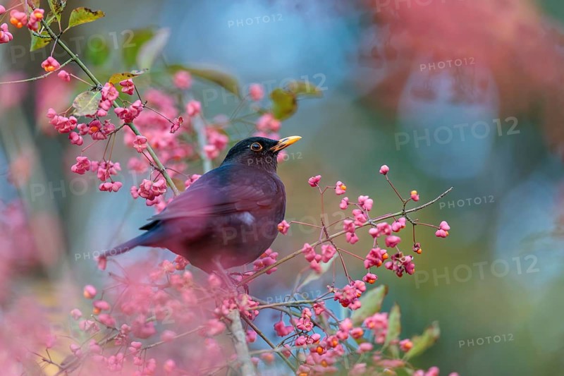 A common blackbird (Turdus merula) sits in a European spindle tree (Euonymus europaeus), and eats the fruit