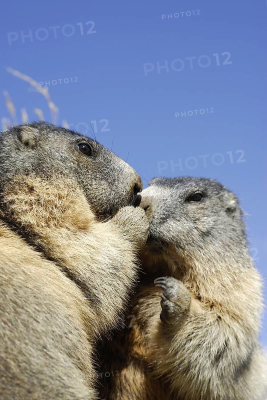 Groundhog, Hohe Tauern, Austria, 09/2007