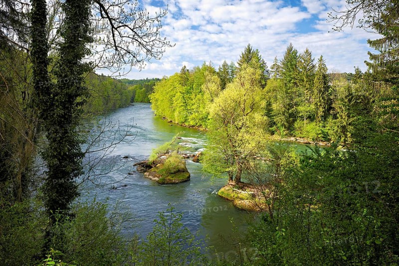 Small island in the Reuss river, beech trees sprouting leaves in spring, Niederwil, Gnadental, Bremgarten district, Canton of Aargau, Switzerland
