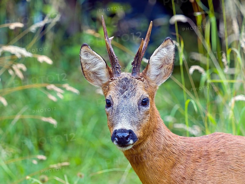 Roe deer (Capreolus capreolus), a roe buck looks at the camera, Solms, Hesse, Germany
