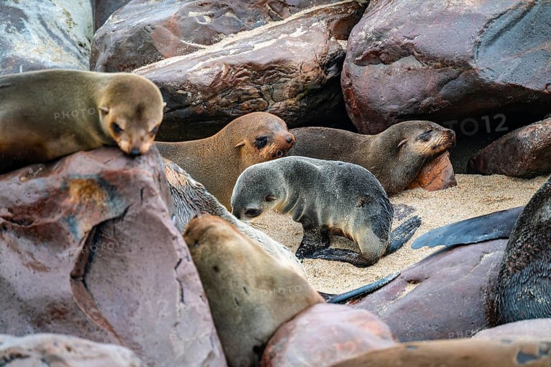 Seal colony, fur seal, Cape fur seal (Arctocephalus pusillus), Cape Cross, Atlantic coast, Namibia