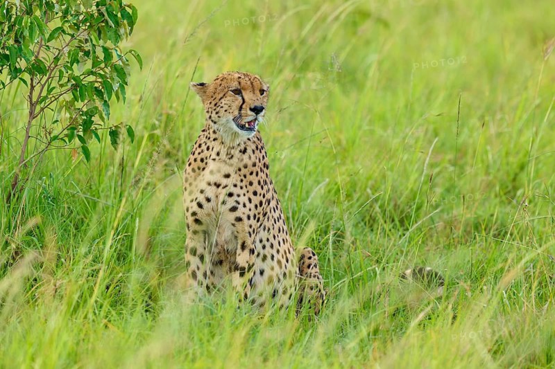 A cheetah sits in the tall grass of the savannah, looking to one side, cheetah (Acinonyx jubatus), Masai Mara National Reserve, Narok County, Kenya