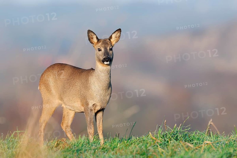European roe deer (Capreolus capreolus), doe standing in a meadow, Lower Saxony, Germany