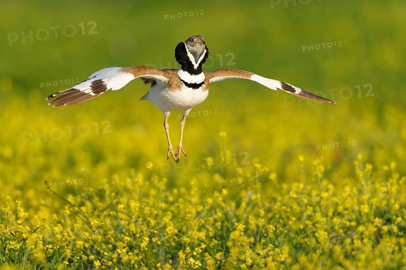 Little Bustard (Tetrax tetrax), courtship leap, Aragon, Spain