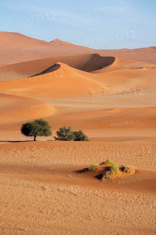 Barren vegetation between red-yellow Namib sand dunes, Namib Desert, Namib-Naukluft National Park, Namibia