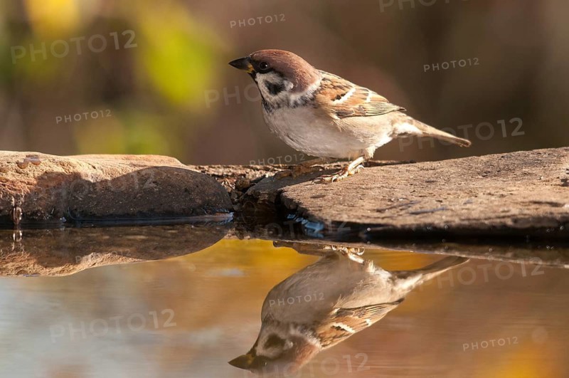 Tree Sparrow, Passer Montanus, Sparrow, Tree Sparrow, Bath, Bird Bath, Birds, Passeri, Songbirds, Sparrow, Sparrow, Sparrow, Sparrow, Watering Place