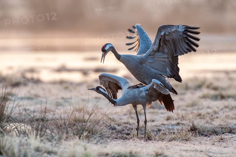 Crane (Grus grus), courtship, crane dance, mating, Fågelsjö, Gävleborg County, Sweden