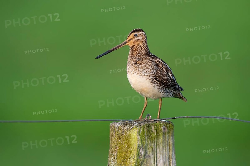 Common Snipe (Gallinago gallinago), Lembruch, Lower Saxony, Germany