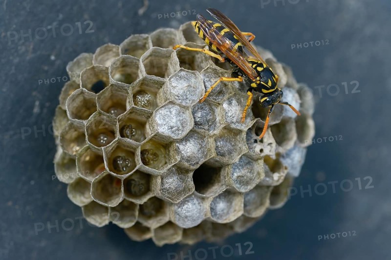 Brighter-colored paper wasp, French field wasp, gallic field wasp, house field wasp, hymenoptera, polistes dominula, vespidae, wrinkle wasp, field wasp, insects, nest