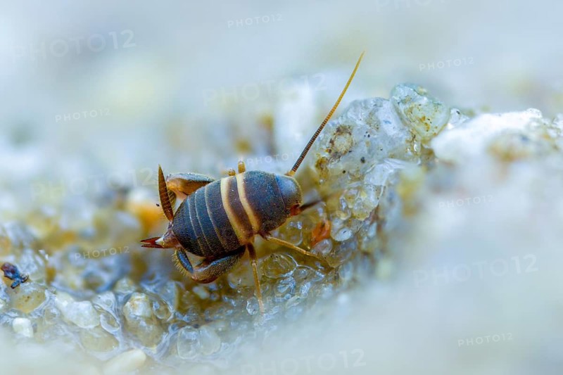 Ant crickets, common ant cricket, myrmecophila acervorum, crickets, grasshoppers, insects, insects