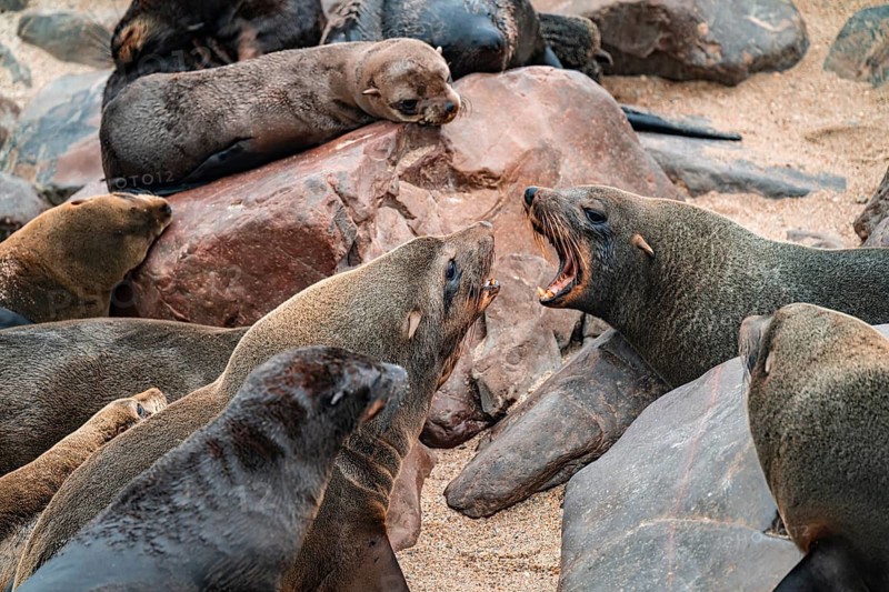 Male fur seals fighting for territory, Cape fur seal (Arctocephalus pusillus), Cape Cross, Atlantic coast, Namibia