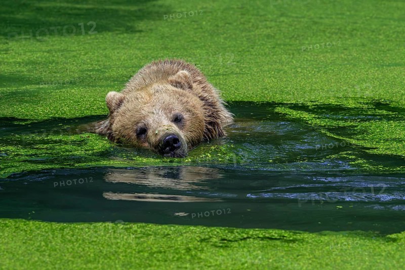 Bathing European brown bear (Ursus arctos) cooling down, chilling in water of pond covered in duckweed on a hot day in summer