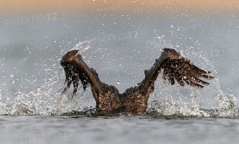 Black shag, cormorant, phalacrocorax carbo, bath, bathe, birds, immaturus, not sexually mature, pelecaniforms, ropedes, immature, birds, waterbirds, waterbirds
