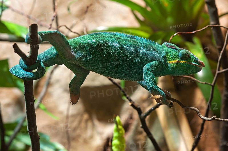 Panther chameleon, terrarium at Nuremberg Zoo, Nuremberg, Middle Franconia, Bavaria, Germany. PR available