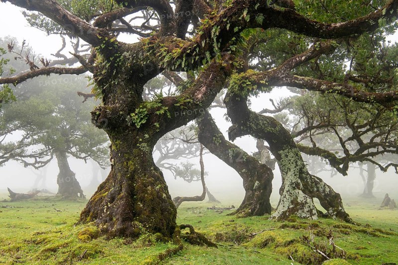 Laurel trees (Laurus nobilis) on Madeira, Fanal, Madeira, Portugal
