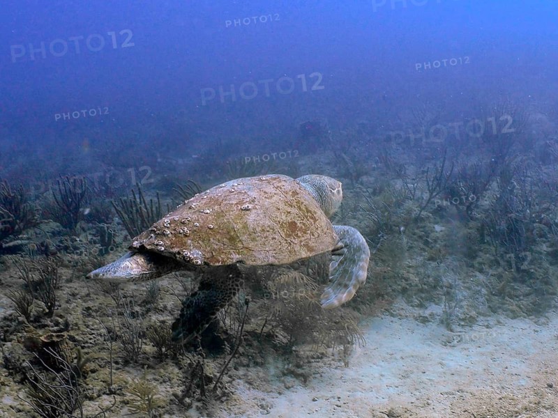 A loggerhead sea turtle (Caretta caretta) is moving towards the seabed, at the Breakers dive site, Palm Beach, Florida, USA