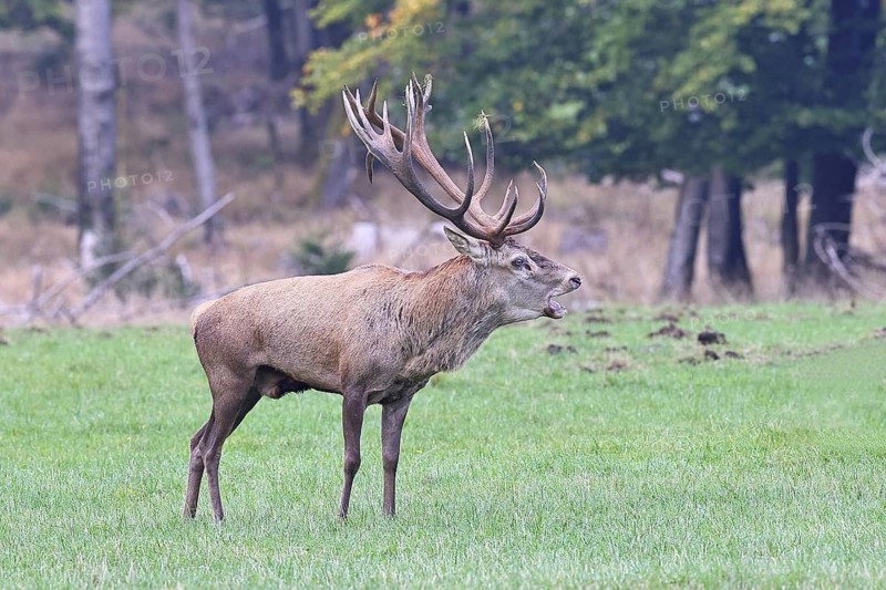 Red deer (Cervus elaphus) during the rutting season, a magnificent stag in a woodland clearing, wildlife, autumn, Sauerland, North Rhine-Westphalia, Germany