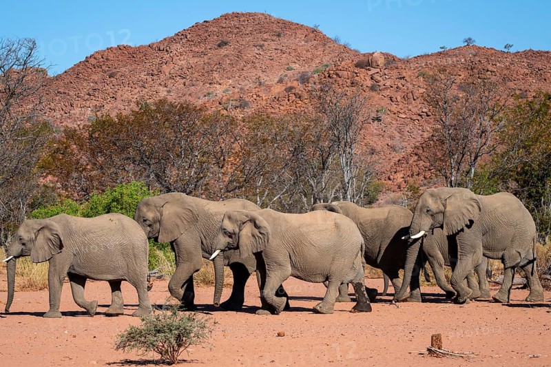 African elephant (Loxodonta africana), desert elephant, riverbed of the Ugab River, Damaraland, Kunene region, Namibia