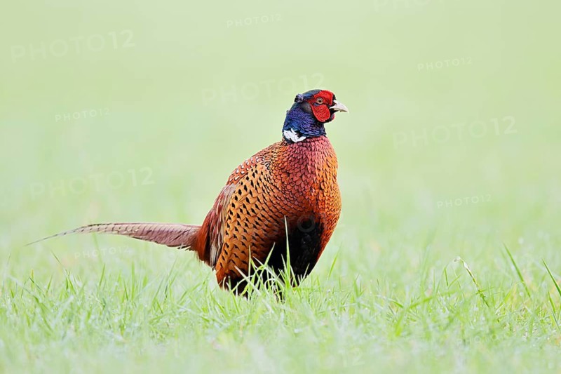 Pheasant (Phasianus colchicus), a cock standing in a meadow, North Rhine-Westphalia, Germany