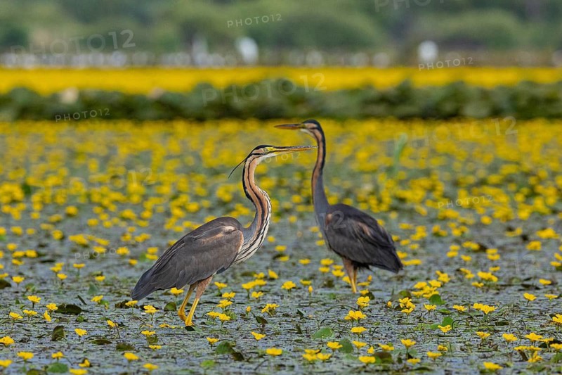 Purple heron (Ardea purpurea) Hungary