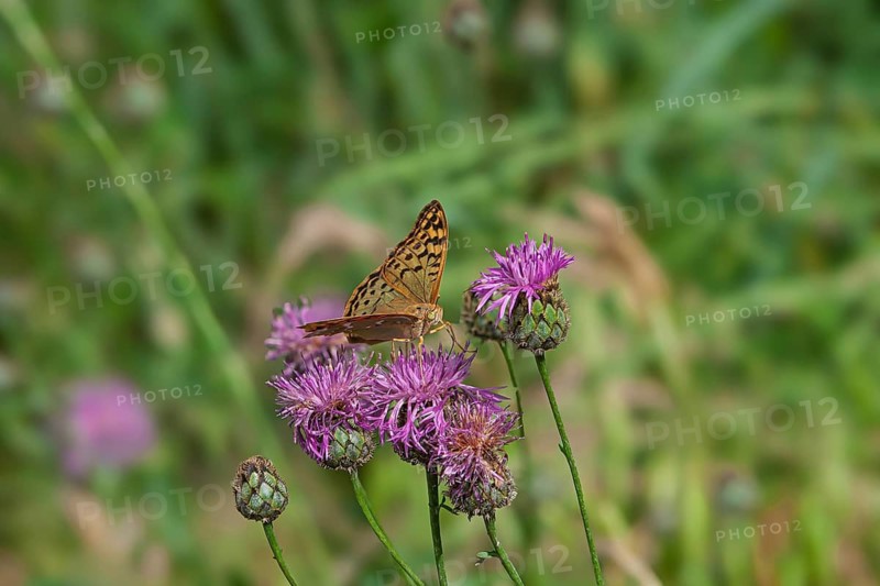 A cardinal butterfly (Argynnis pandora) on a thistle, Provence, France