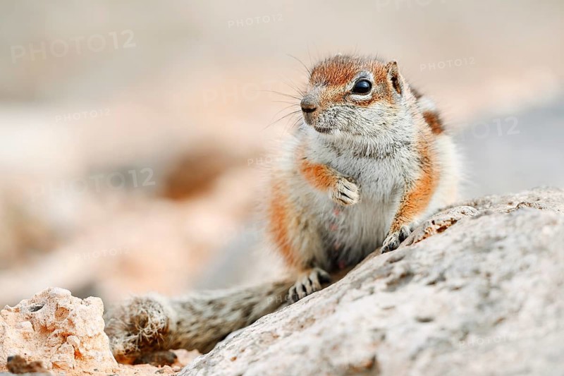 An Atlantic ground squirrel or North African bristly squirrel (Atlantoxerus getulus) perched on a rock, Fuerteventura, Canary Islands, Spain
