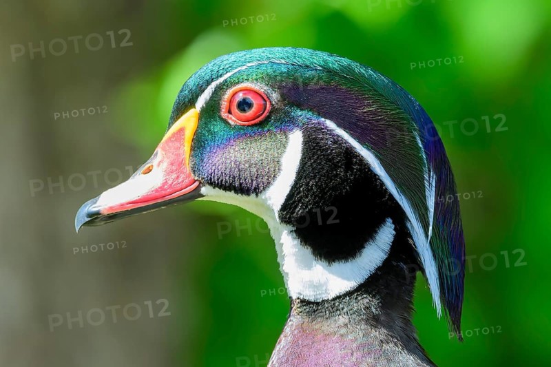 Wood Duck, Aix sponsa