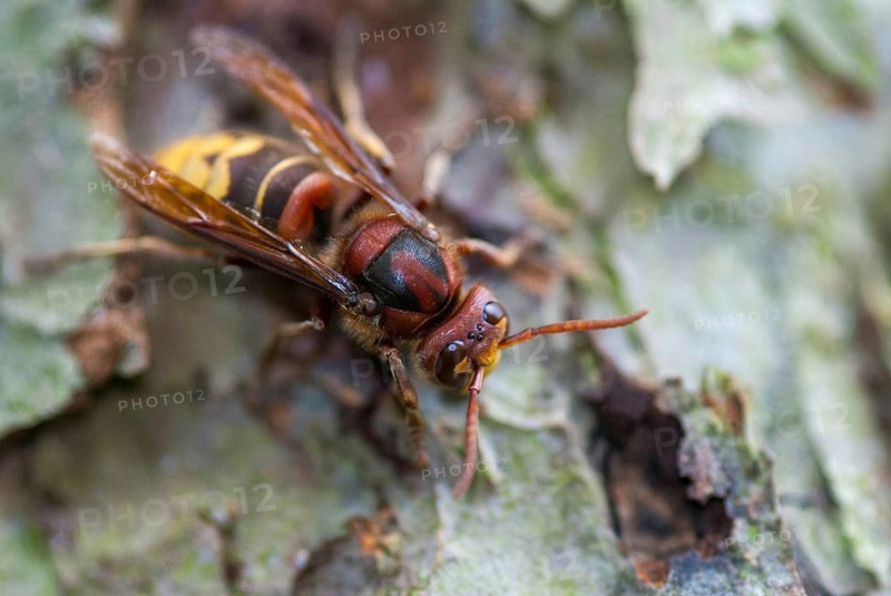 European hornet, hymenoptera, vespa crabro, hornet, insects