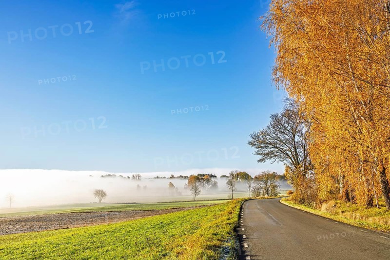 Scenic country road curves through the countryside beside a row of golden birch trees. Morning fog covering the surrounding fields while clear blue skies and warm sunlight illuminate the autumn landscape, Sweden