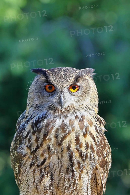Eurasian eagle-owl (Bubo bubo), animal portrait, Rhineland-Palatinate, Germany