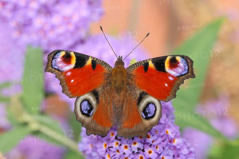 A peacock butterfly (Inachis io) feeding on nectar from a butterfly bush (Buddleja davidii) in a natural outdoor setting, wildlife, insects, butterflies, diurnal butterflies, Siegerland, North Rhine-Westphalia, Germany