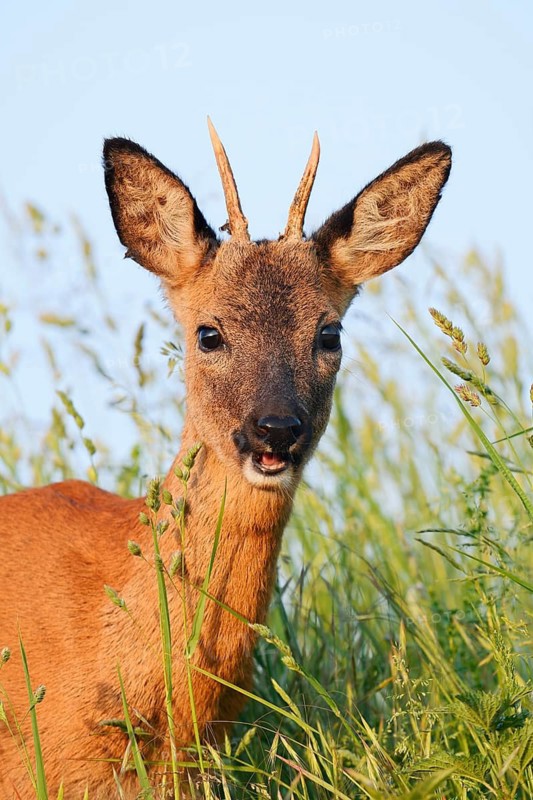 European roe deer (Capreolus capreolus), roebuck, portrait, North Rhine-Westphalia, Germany